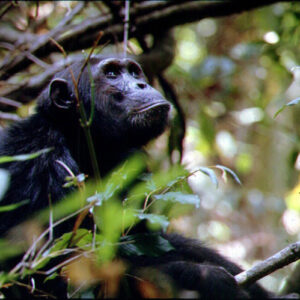 Rwanda Gorrilla Park