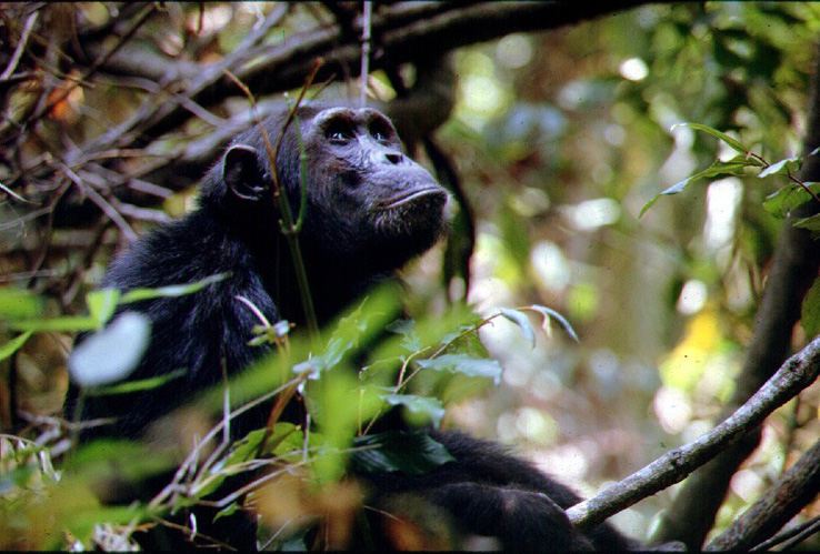 Uganda Cultural Safari