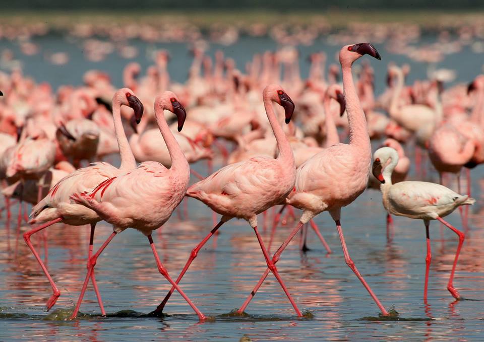 Lake Nakuru Flamingoes
