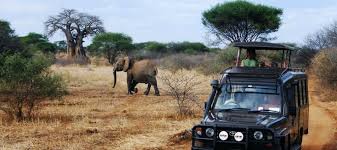 Amboseli Game Drive