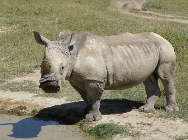 Tanzania Rhino Wildlife
